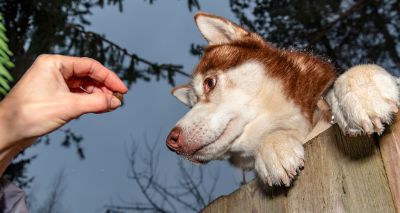 Blue Cross 'disappointed' over government response to pet theft debate